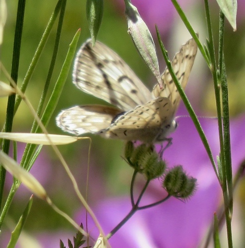 iNaturalist observation photo of Gorgon Copper