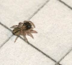 Hasarius adansoni