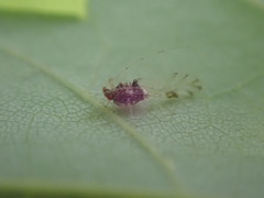 Drepanaphis acerifoliae
