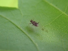 Drepanaphis acerifoliae
