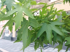 Liquidambar styraciflua