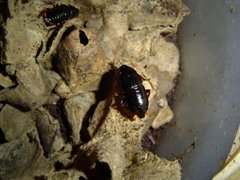 Pelmatosilpha cothurnata