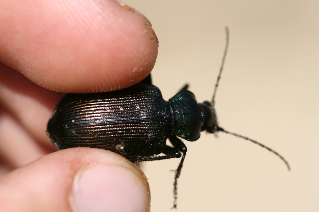 Calosoma abbreviatum