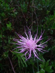 Cirsium lecontei