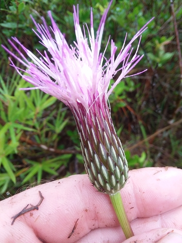 Image of Cirsium lecontei by (c) Will McFarland, some rights reserved (CC BY)