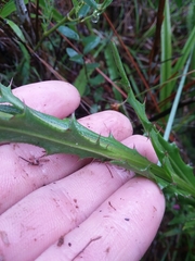 Cirsium lecontei