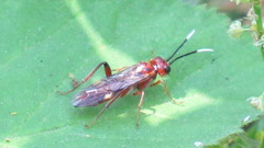 Taxonus terminalis