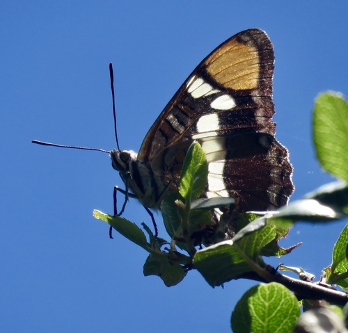 iNaturalist observation photo of California Sister
