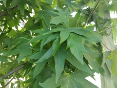 Liquidambar styraciflua
