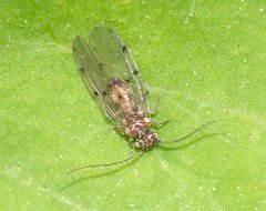 Ectopsocidae