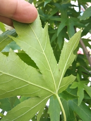 Liquidambar styraciflua
