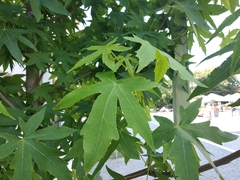 Liquidambar styraciflua