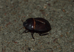 Macroscytus