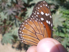 Danaus eresimus erginus