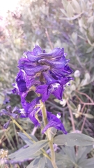 Delphinium barbeyi