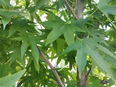 Liquidambar styraciflua