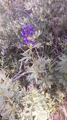 Delphinium barbeyi