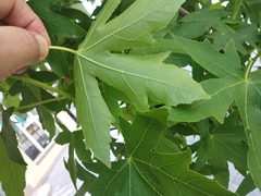 Liquidambar styraciflua