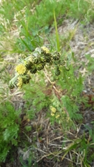 Artemisia scopulorum