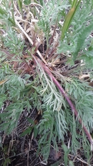 Artemisia scopulorum
