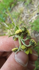 Artemisia scopulorum
