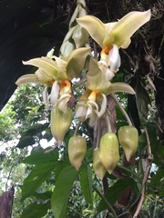 Stanhopea ruckeri