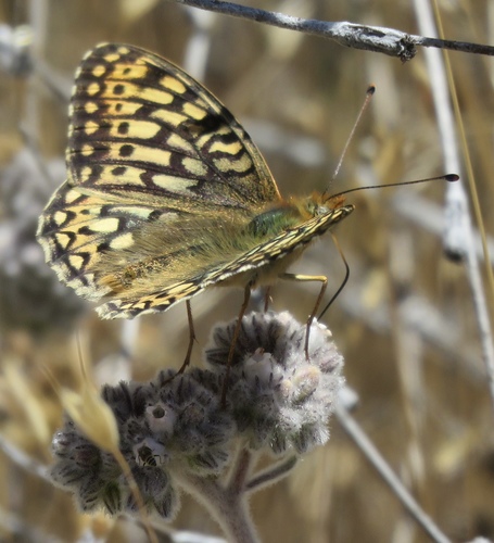 iNaturalist observation photo of Callippe Fritillary
