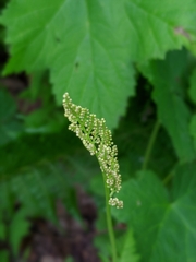 Botrypus virginianus