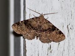 Metalectra quadrisignata