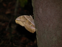Eryphanis automedon