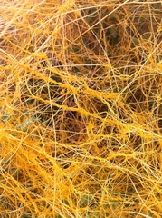 Cuscuta californica