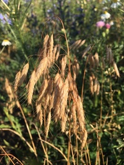 Bromus