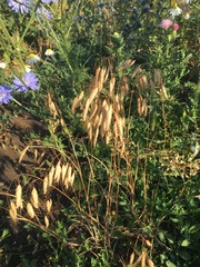 Bromus