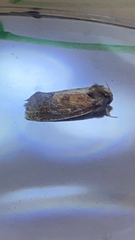 Acrolophus plumifrontella