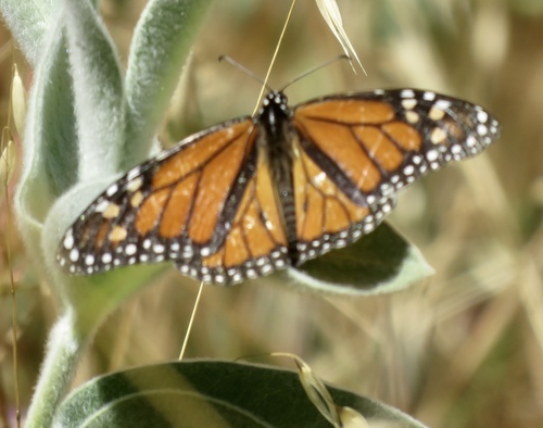 iNaturalist observation photo of Monarch