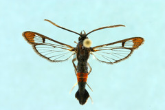 Synanthedon bolteri
