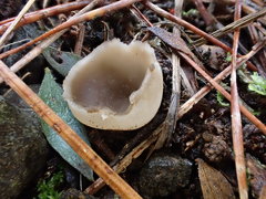 Helvella costifera