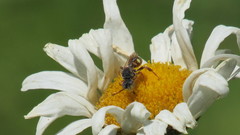 Nomada articulata