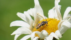 Nomada articulata