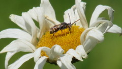 Nomada articulata