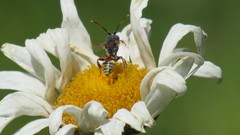 Nomada articulata