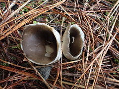 Helvella costifera