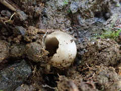 Helvella costifera