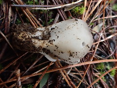 Helvella costifera