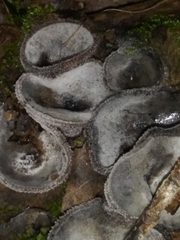 Hypomyces stephanomatis