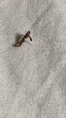 Caloptilia bimaculatella