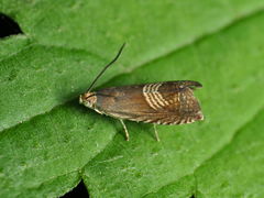 Grapholita tristrigana