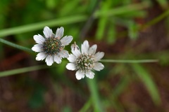 Eryngium scaposum