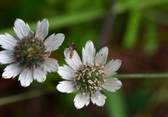 Eryngium scaposum