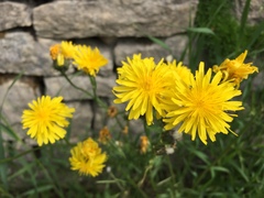 Crepis biennis